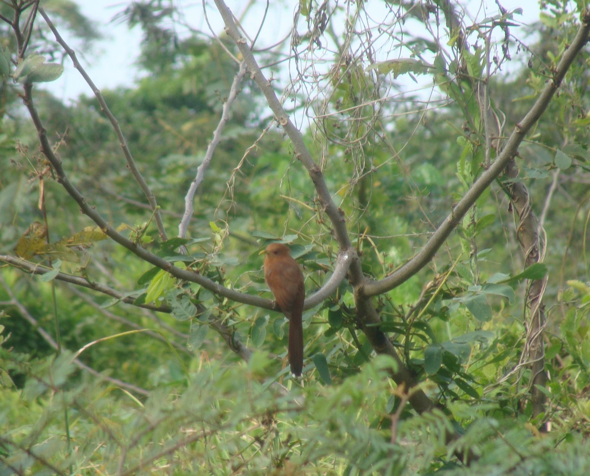 Cuco Ardilla Menor - ML143037421