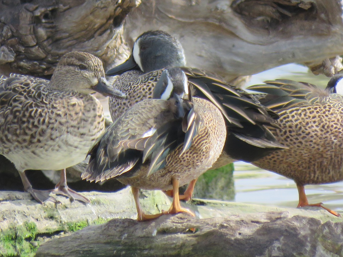 Blue-winged Teal - ML143038601