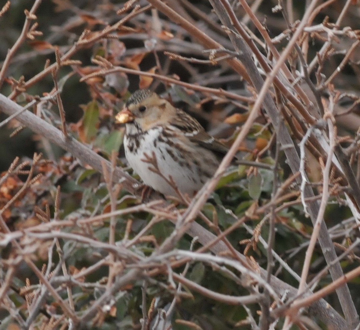 Harris's Sparrow - ML143039151