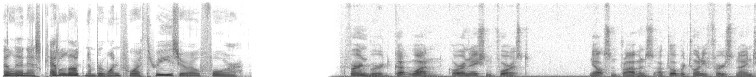 Mégalure matata (groupe punctatus) - ML14304