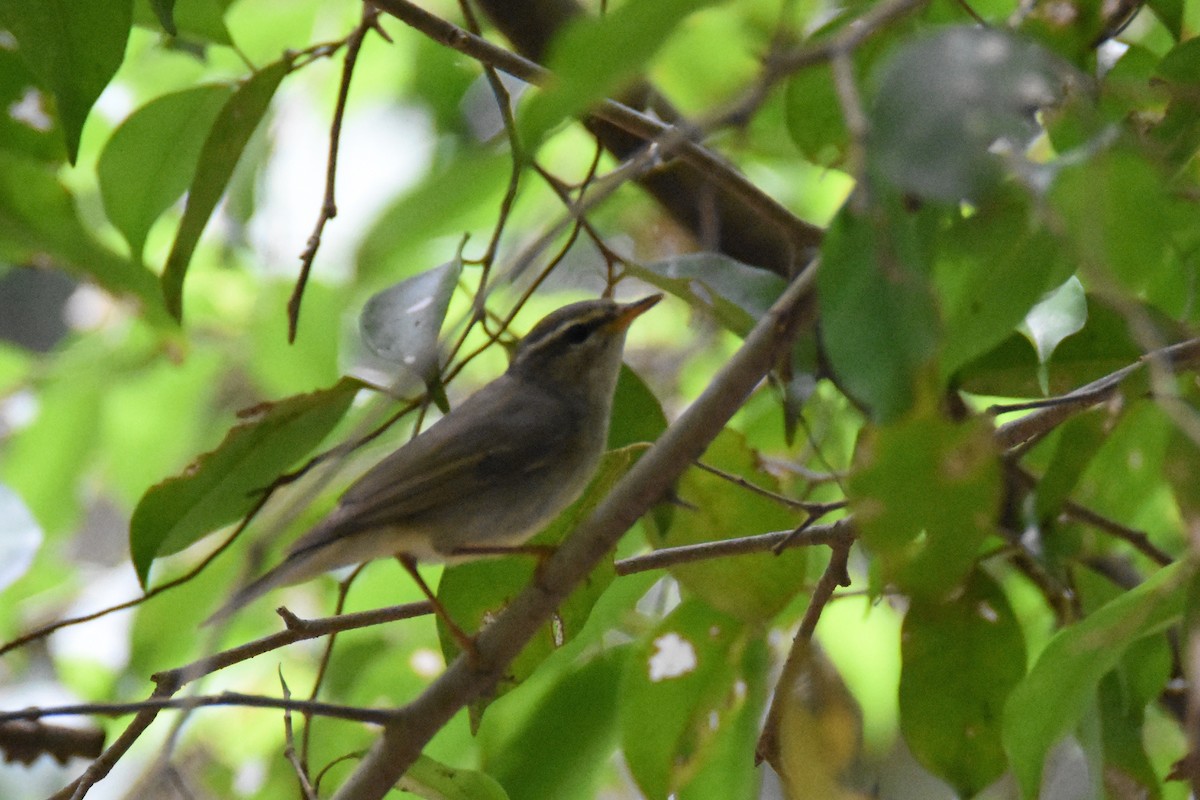 Arctic Warbler - ML143040451