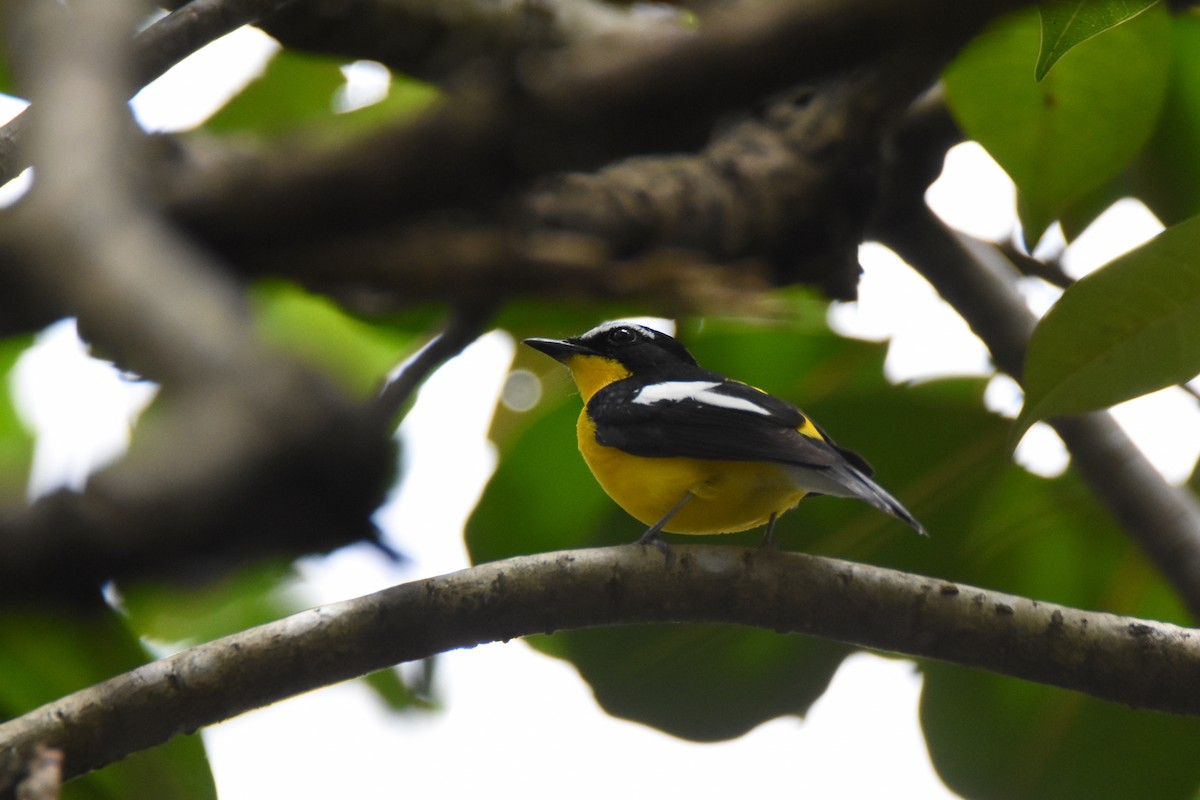 Yellow-rumped Flycatcher - ML143040711