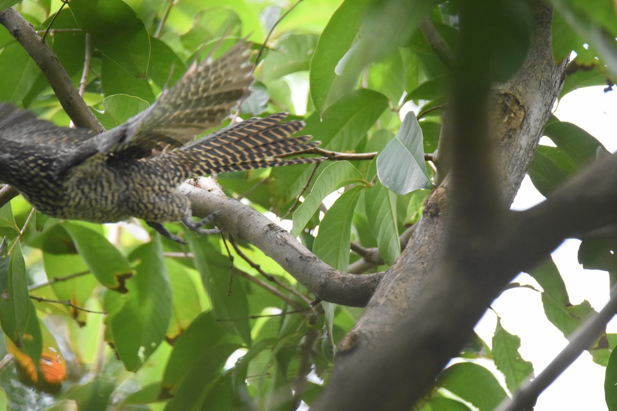 Asian Koel - ML143040931