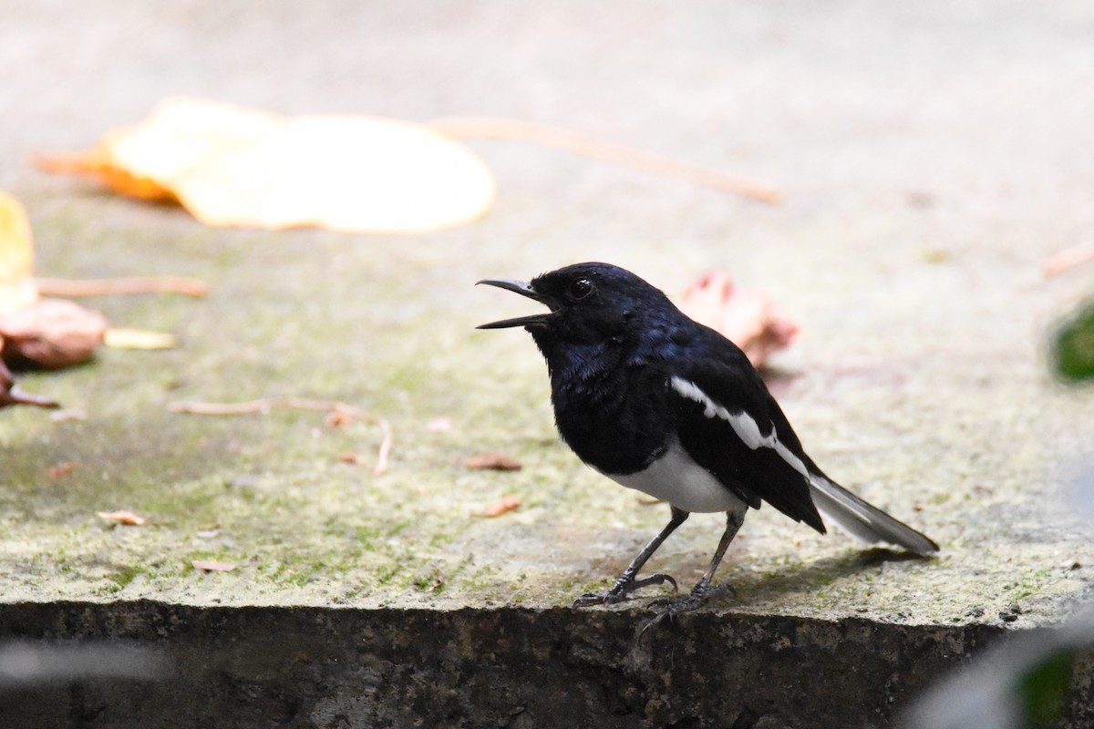 Oriental Magpie-Robin (Oriental) - ML143041031