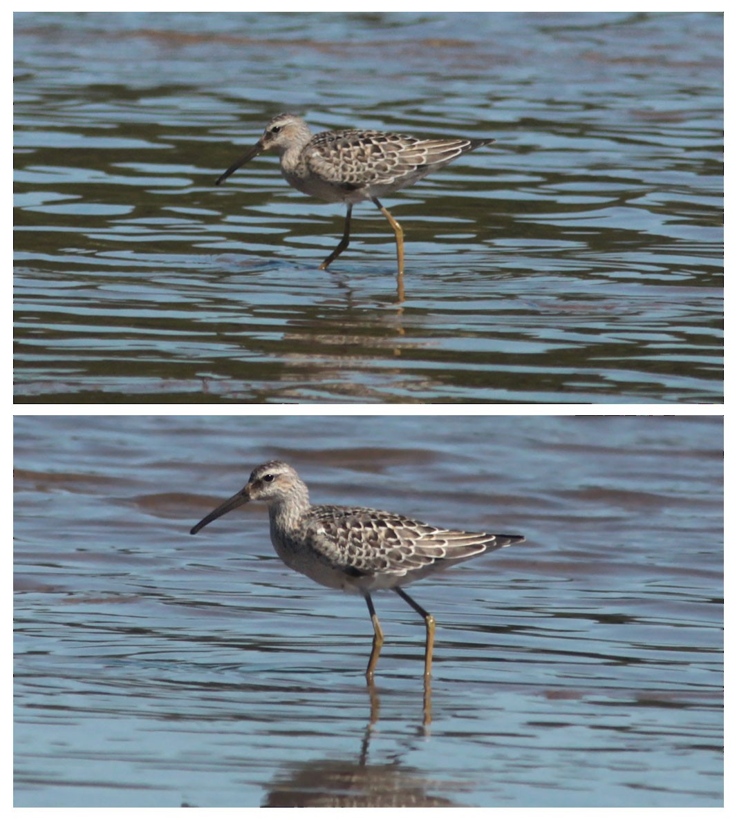 eBird Checklist - 6 Sep 2015 - Spruce Run Reservior / Clinton WMA ...