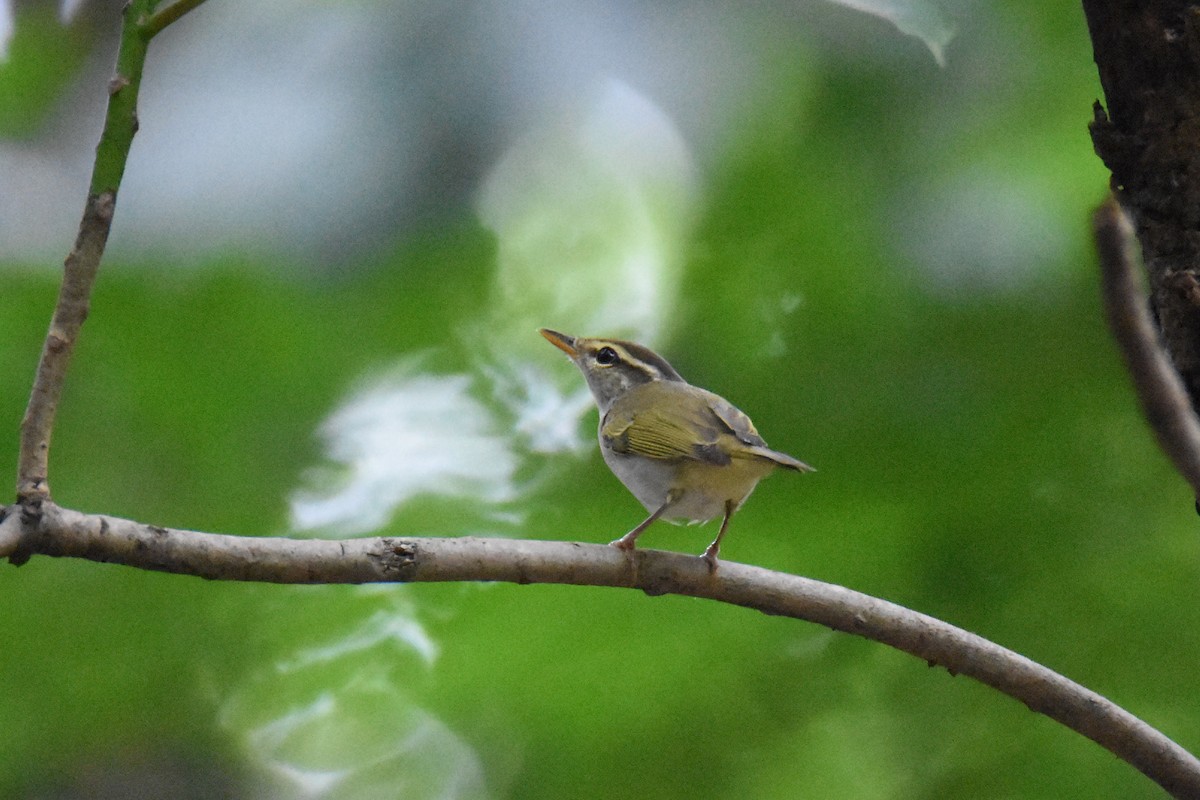 Eastern Crowned Warbler - ML143041961