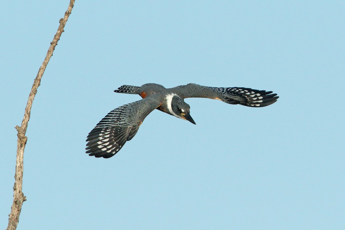 Ringed Kingfisher - Martjan Lammertink