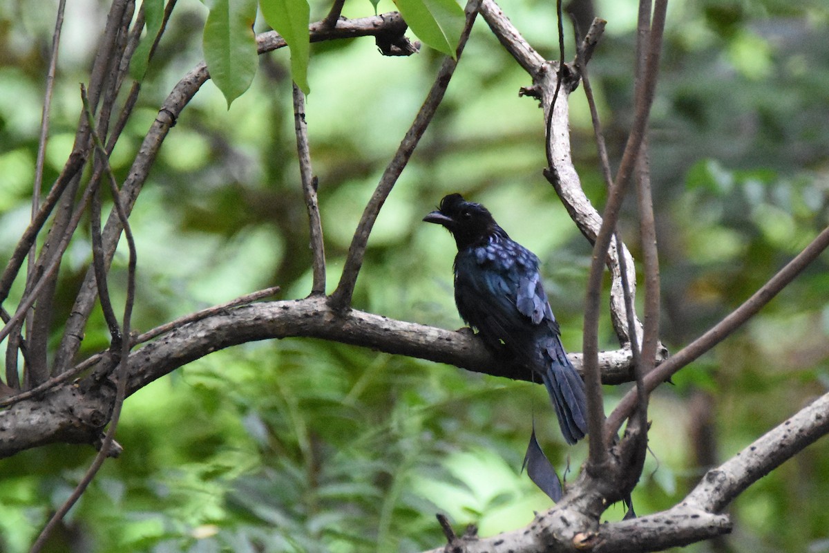 Greater Racket-tailed Drongo - Luke Berg