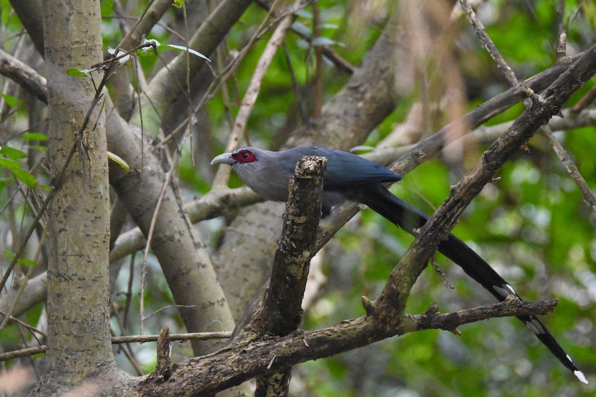 Green-billed Malkoha - ML143042401