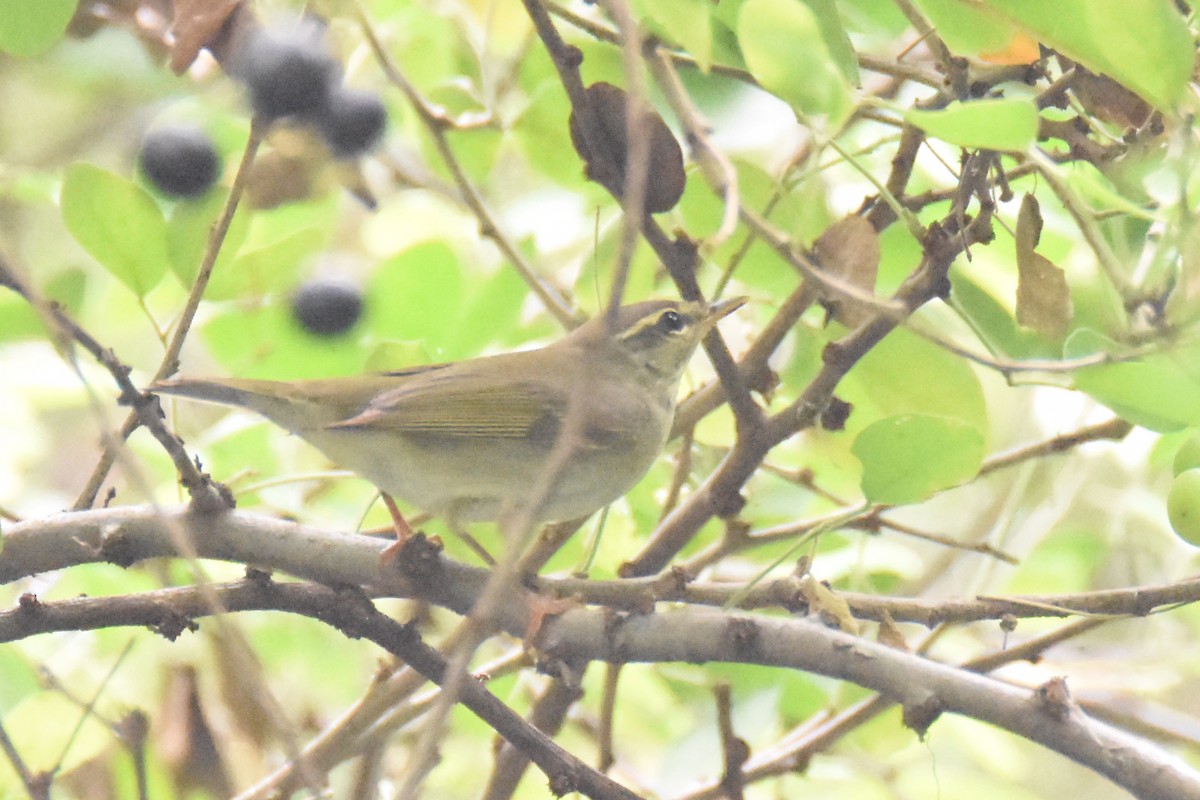 Phylloscopus sp. - ML143042411