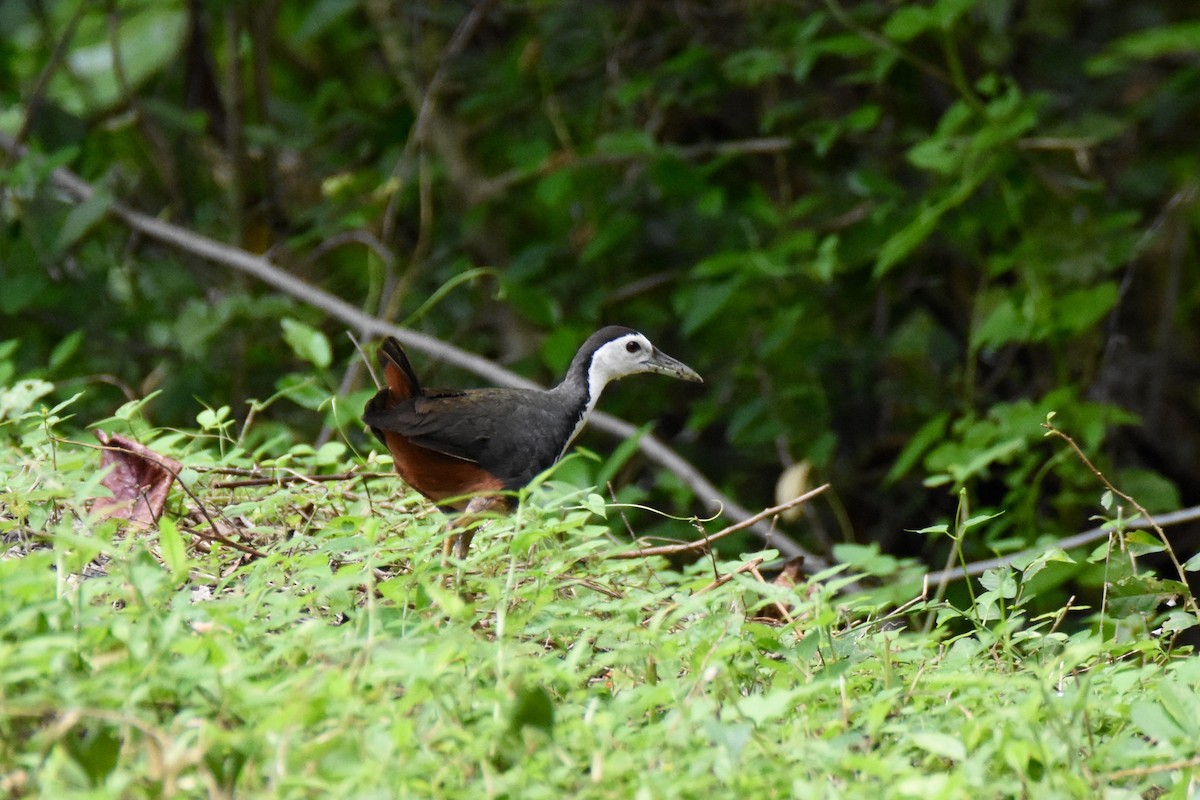 White-breasted Waterhen - ML143042431