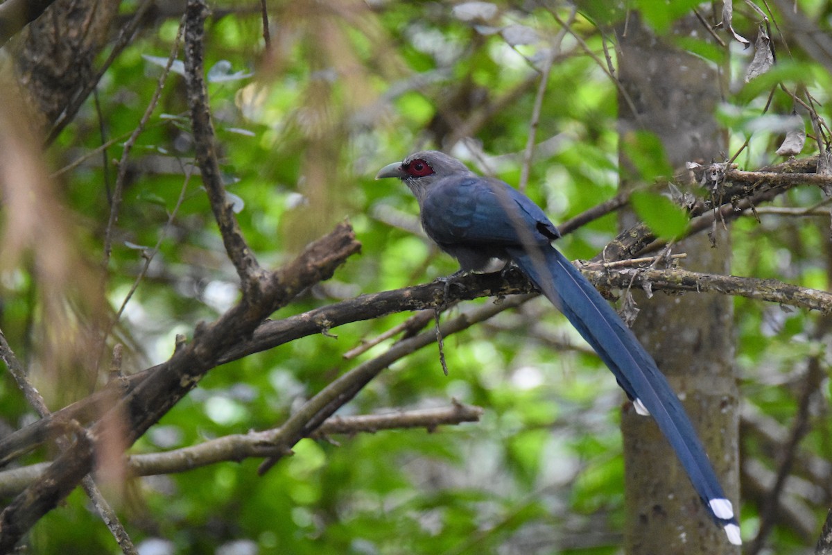 Green-billed Malkoha - ML143042461