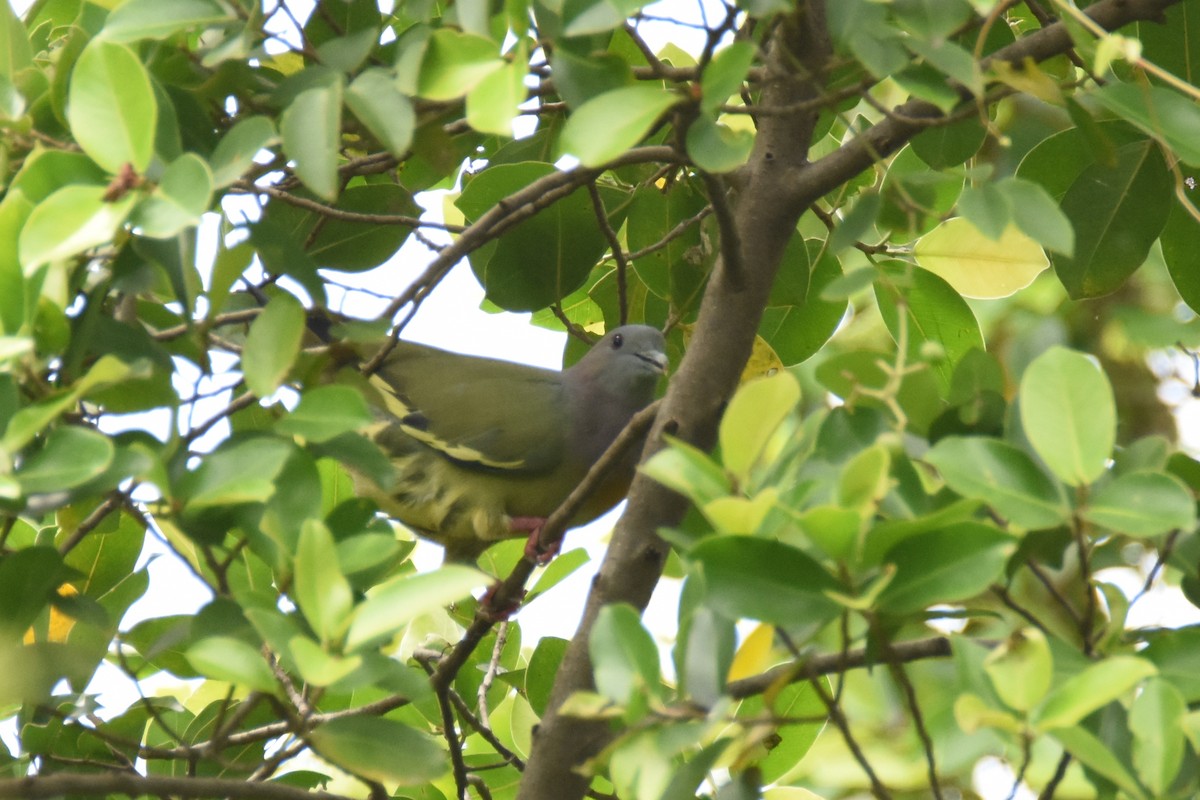 Pink-necked Green-Pigeon - ML143042501