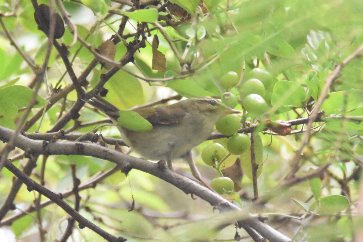 Phylloscopus sp. - ML143042511