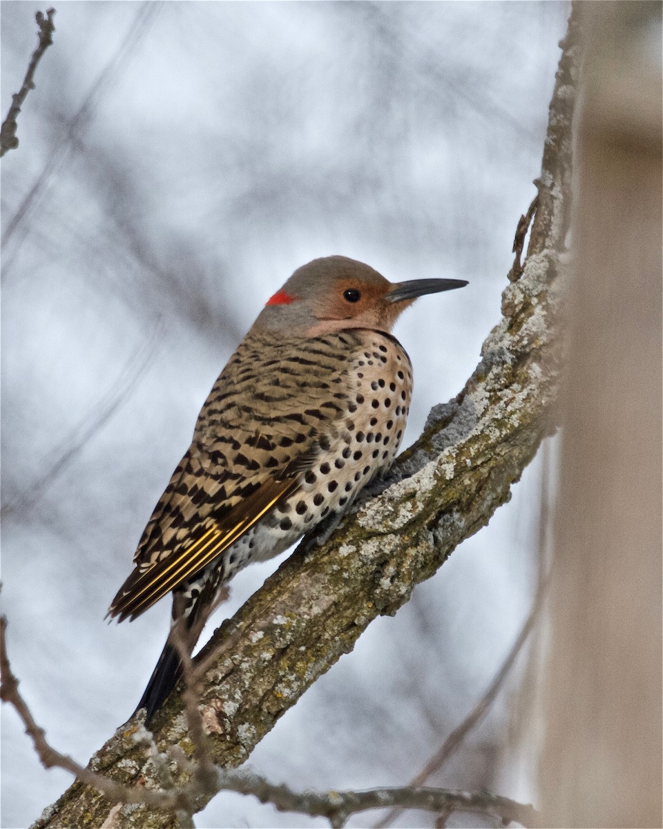 Northern Flicker - Jack & Holly Bartholmai