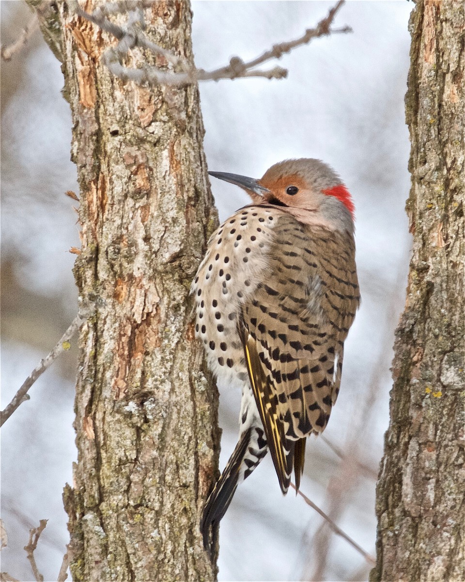 Northern Flicker - Jack & Holly Bartholmai