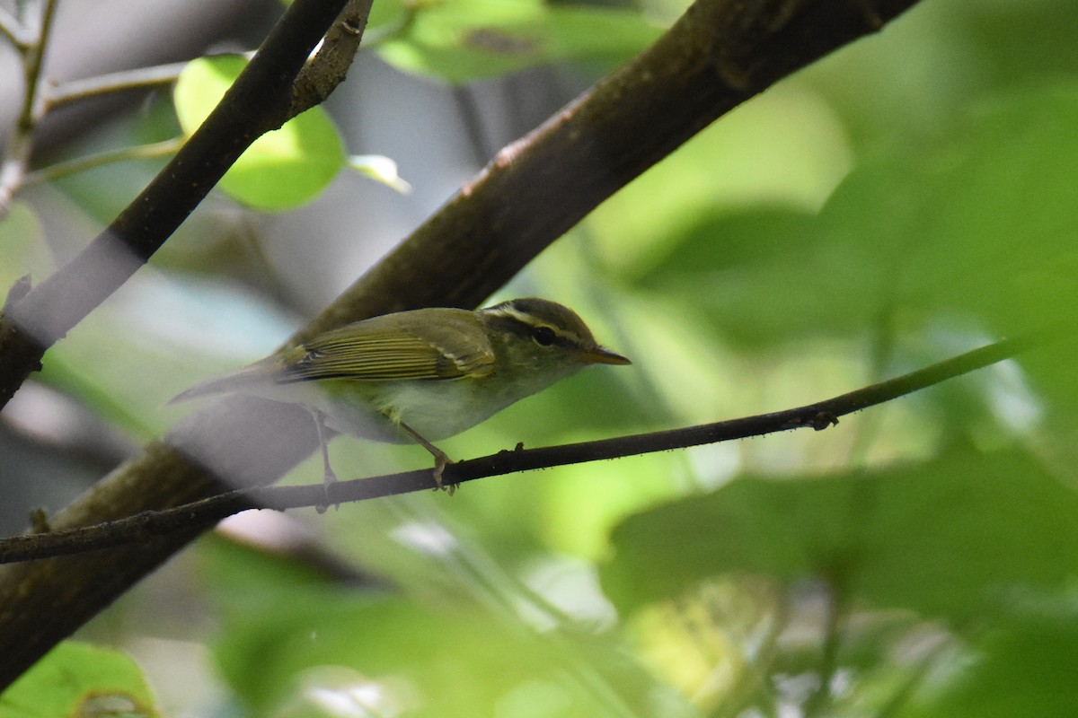 Phylloscopus sp. - ML143042631