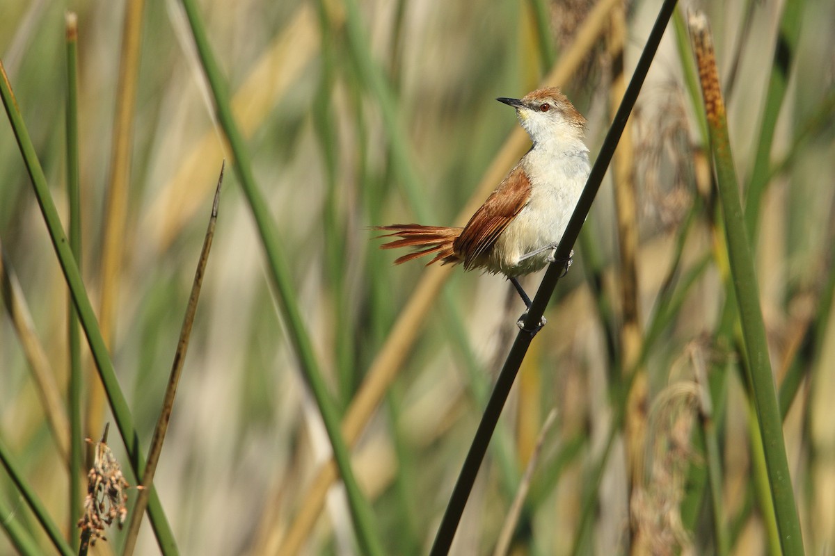 Yellow-chinned Spinetail - ML143042681