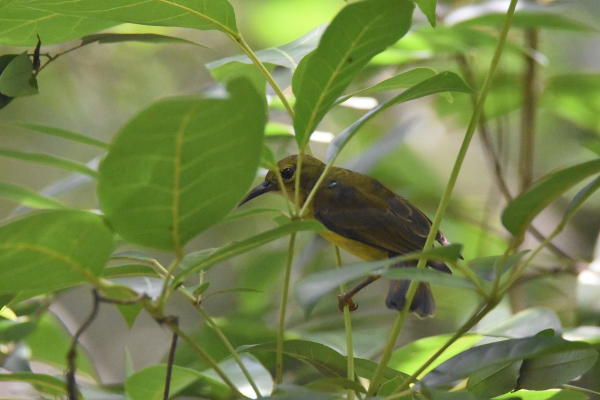 Brown-throated Sunbird - ML143042981