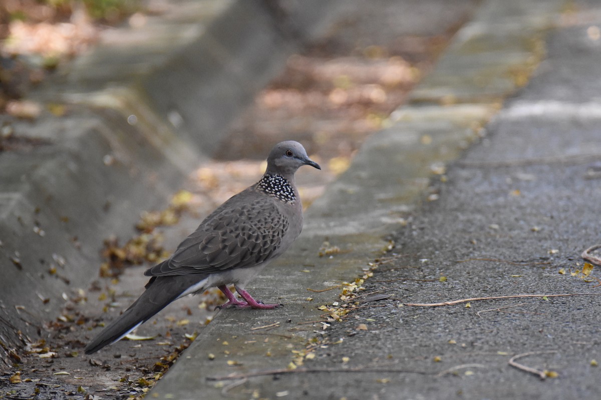 珠頸斑鳩(chinensis/tigrina) - ML143043021