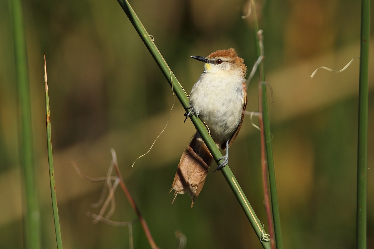 Yellow-chinned Spinetail - ML143043521
