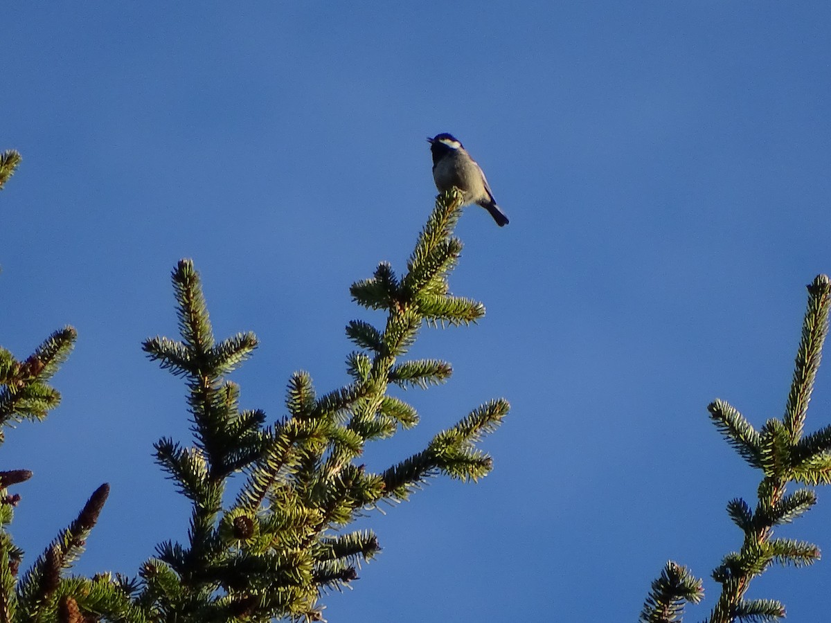 Coal Tit - ML143044071