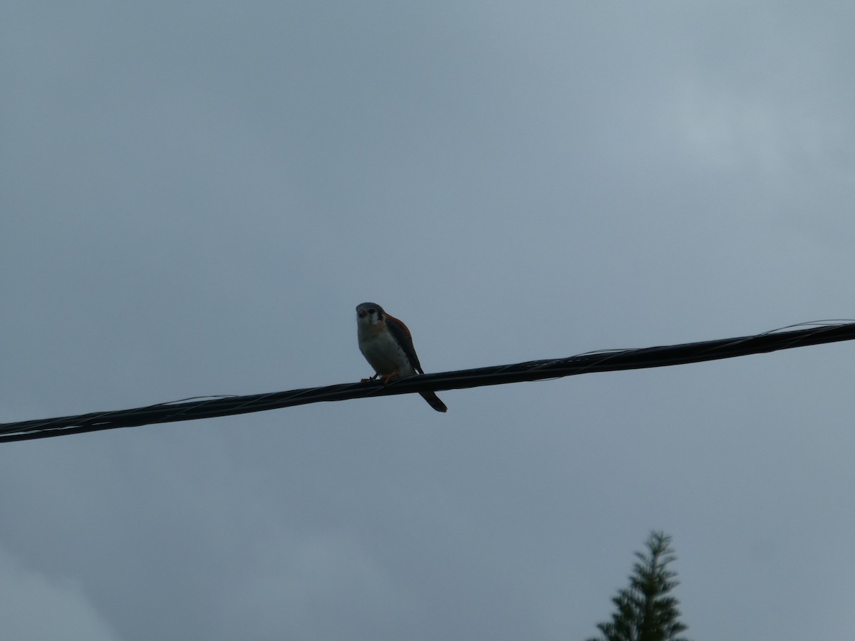 American Kestrel - ML143044101