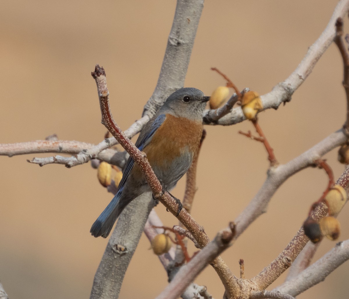 Western Bluebird - ML143044181