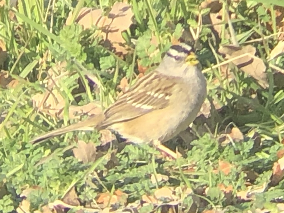 White-crowned Sparrow (Yellow-billed) - ML143046201