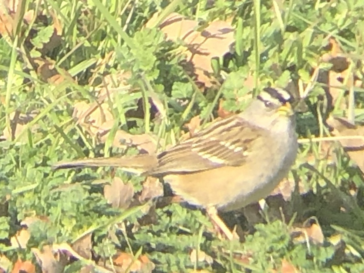 White-crowned Sparrow (Yellow-billed) - ML143046211