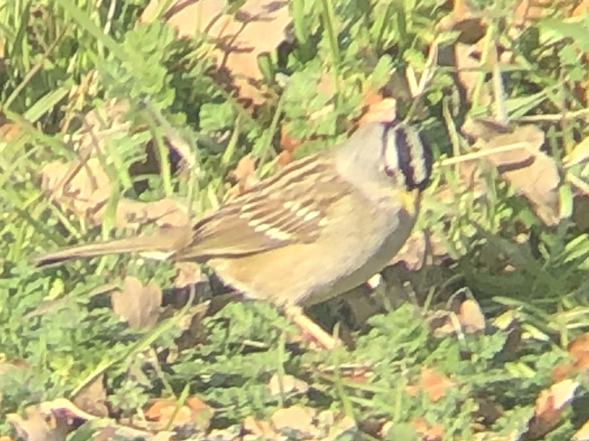 White-crowned Sparrow (Yellow-billed) - ML143046221