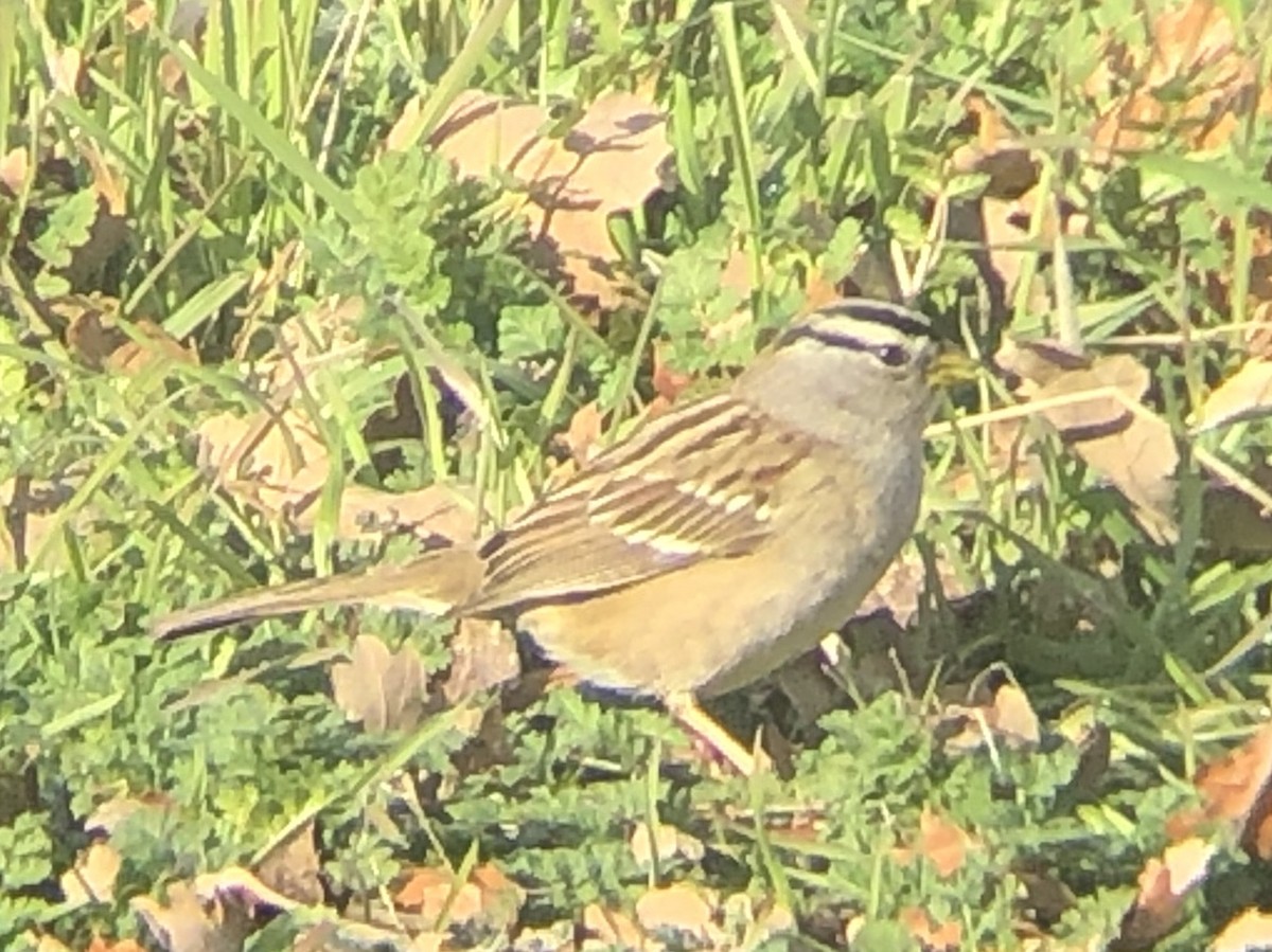 White-crowned Sparrow (Yellow-billed) - ML143046231