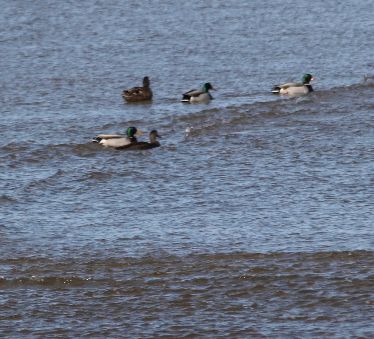 Canard colvert - ML143046811