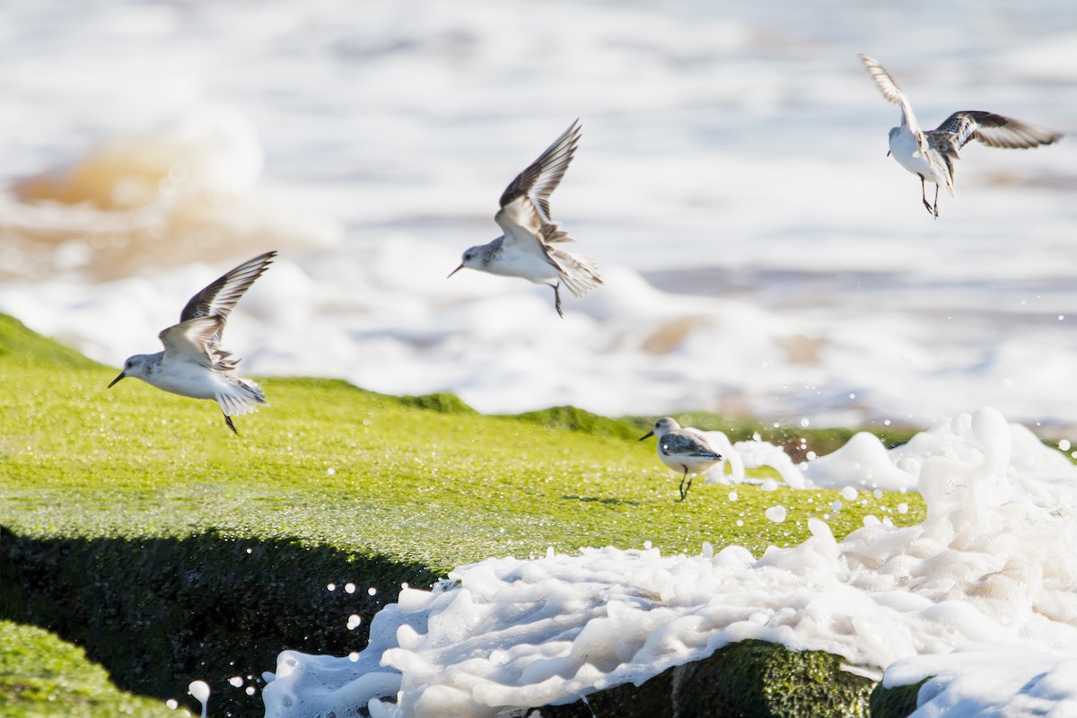 Sanderling - ML143049301