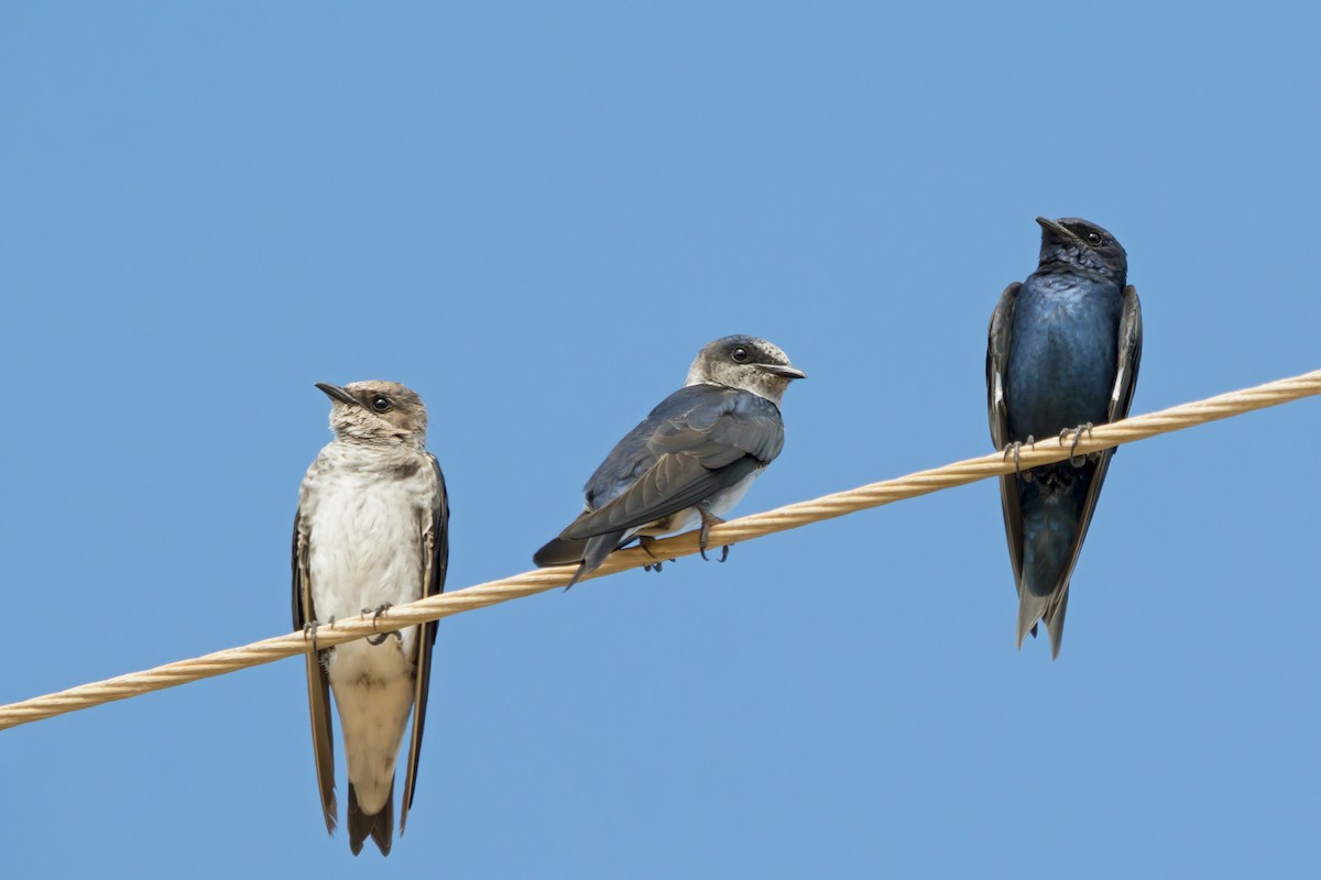 Purple Martin - Gabriel Bonfa