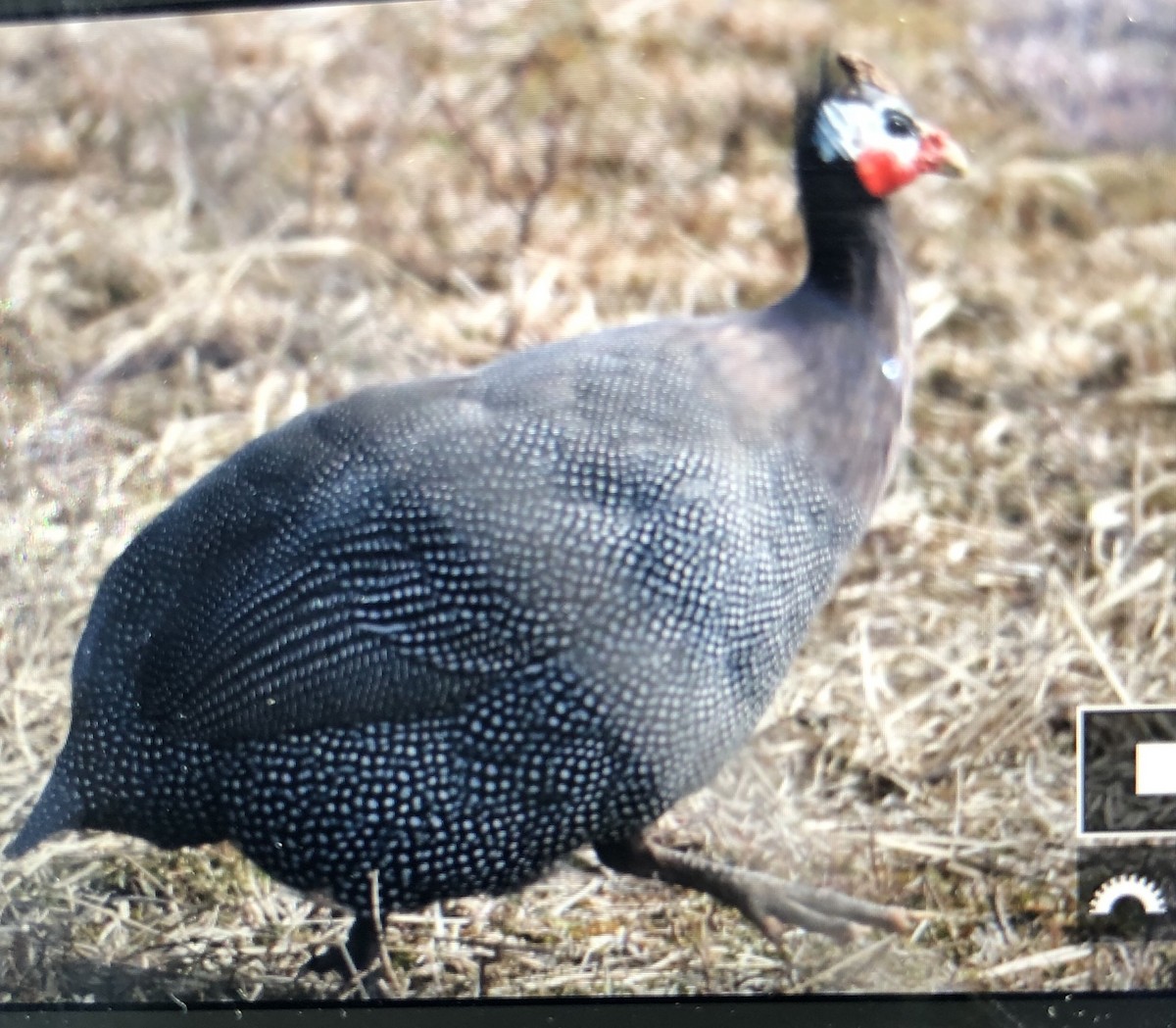 tanımsız Tetraoninae sp. - ML143052641