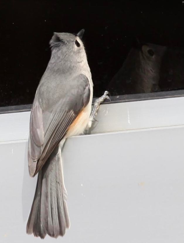 Tufted Titmouse - Mark Lerch