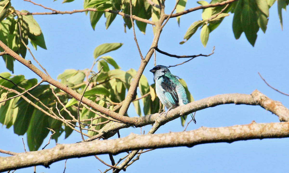 Azure-rumped Tanager - ML143056371