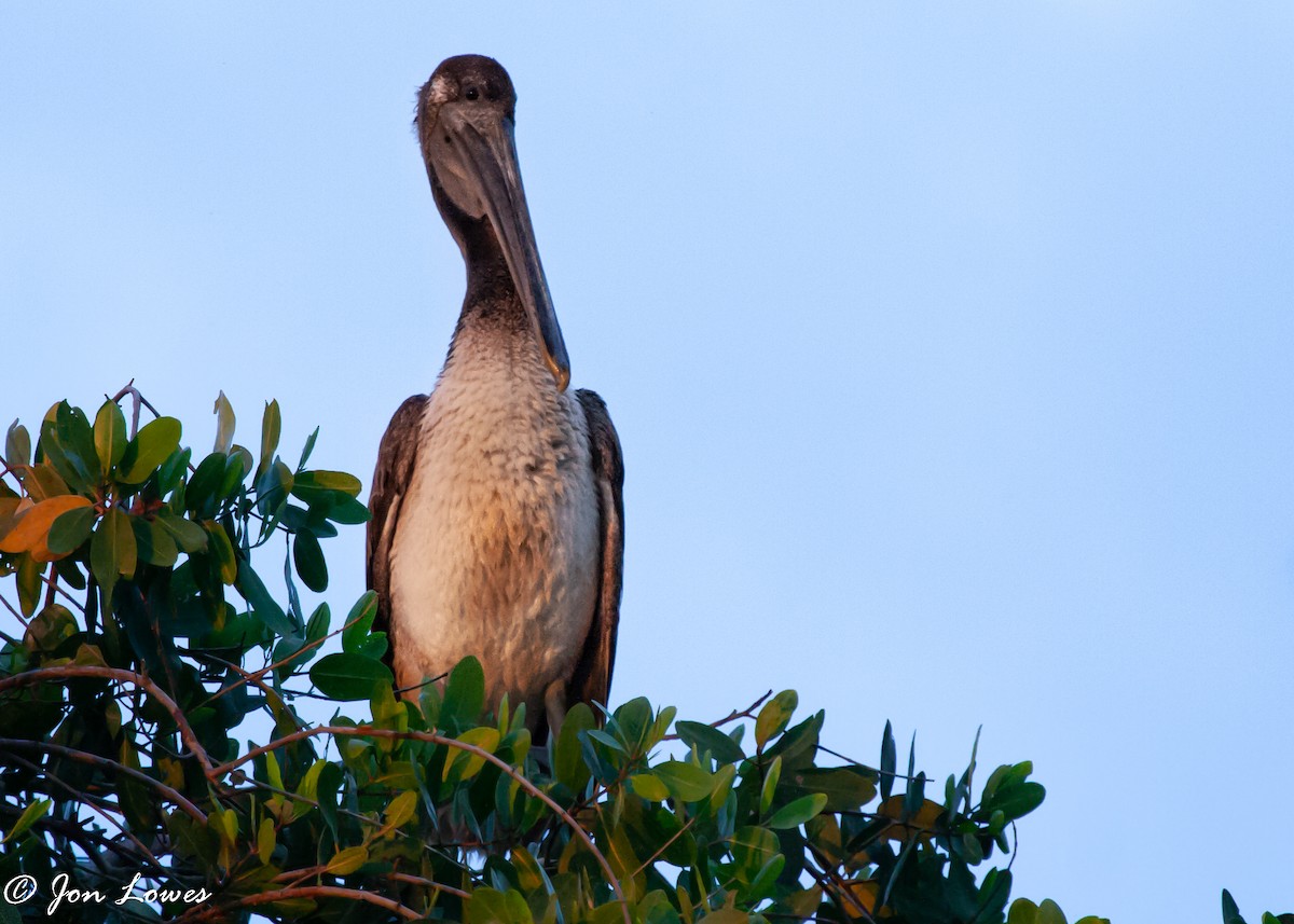 Brown Pelican - ML143056461