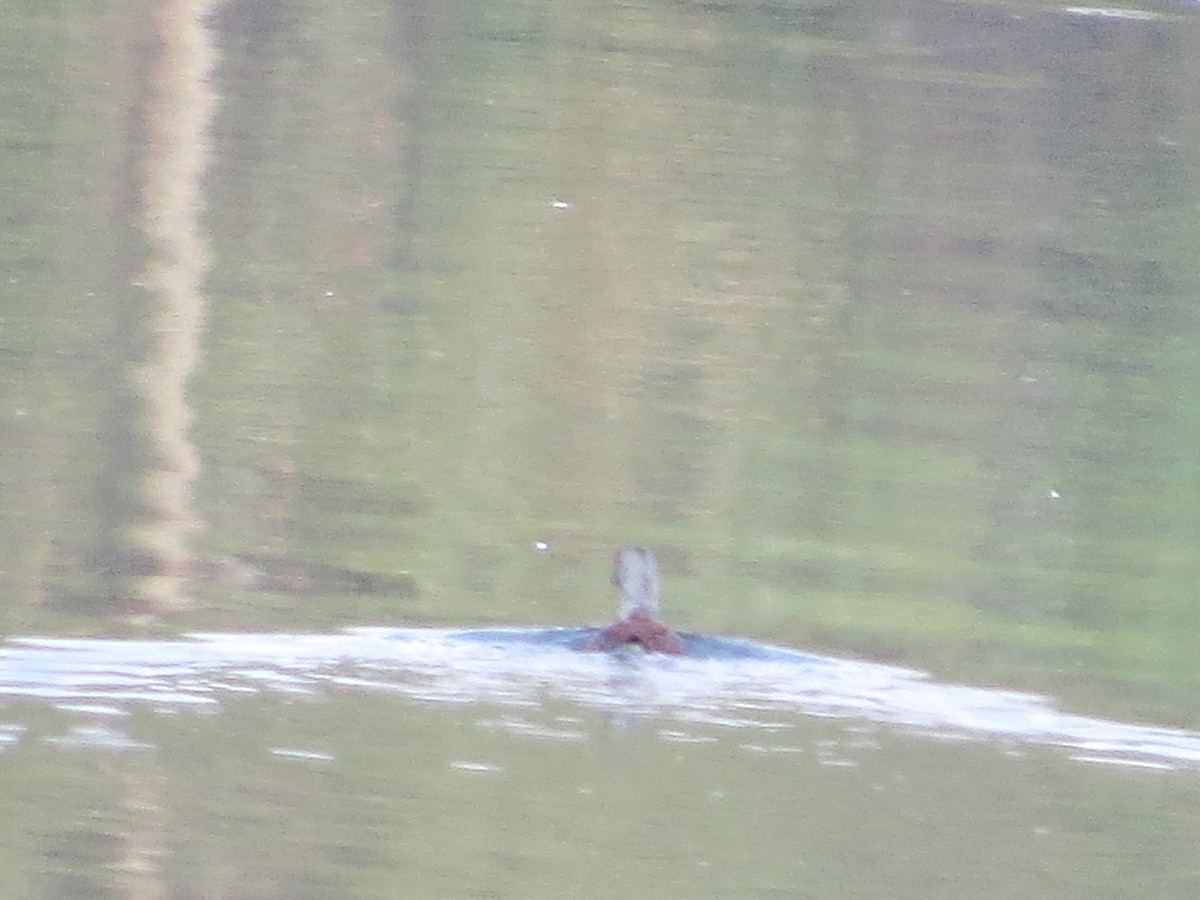 Spot-flanked Gallinule - ML143056821