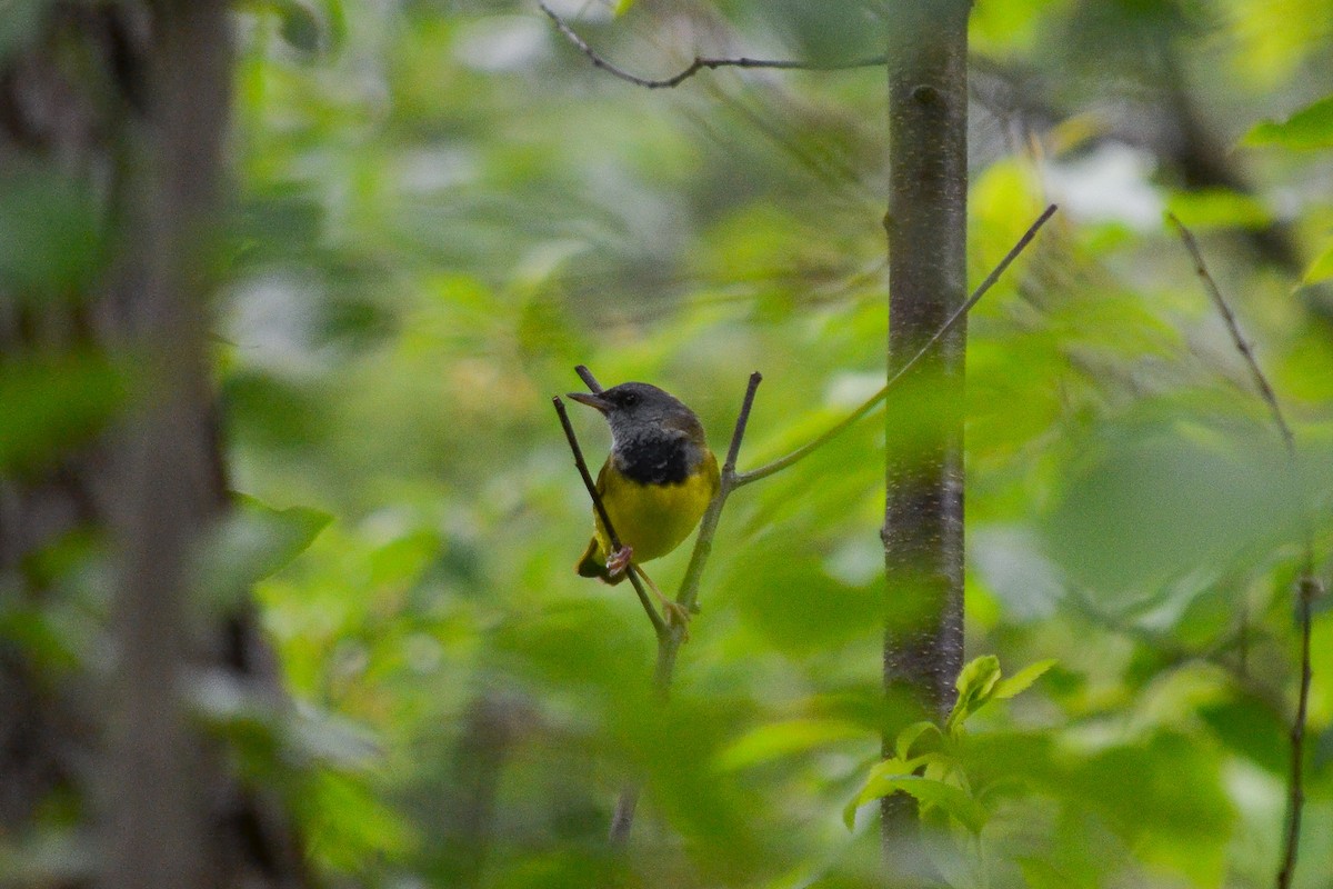 Mourning Warbler - ML143057931