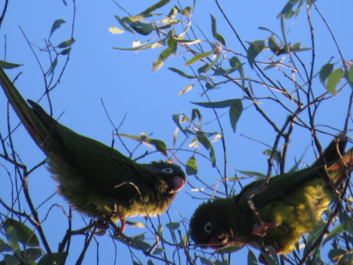 Conure à tête bleue - ML143058131