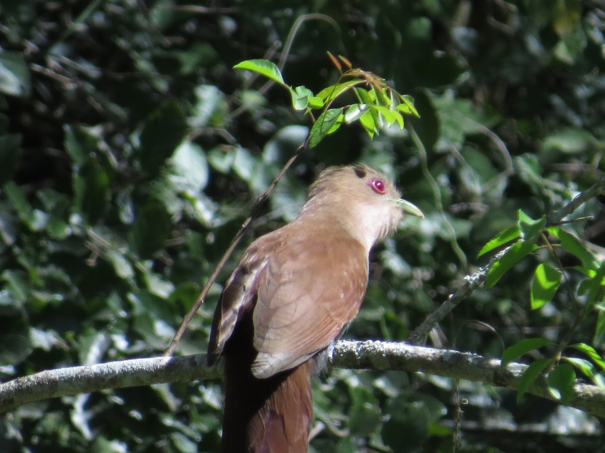 Squirrel Cuckoo - ML143058511