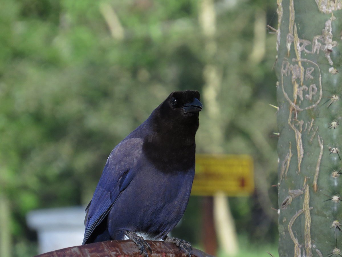 Purplish Jay - Ricardo Battistino