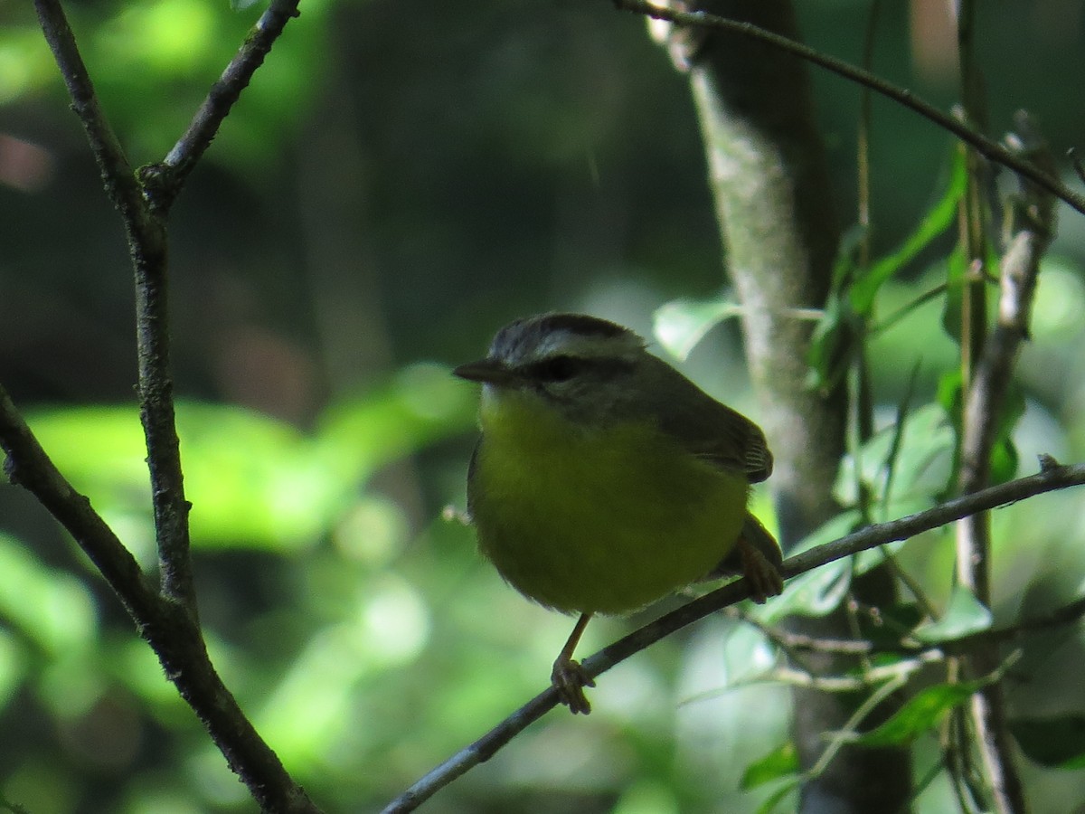 Golden-crowned Warbler - ML143059961