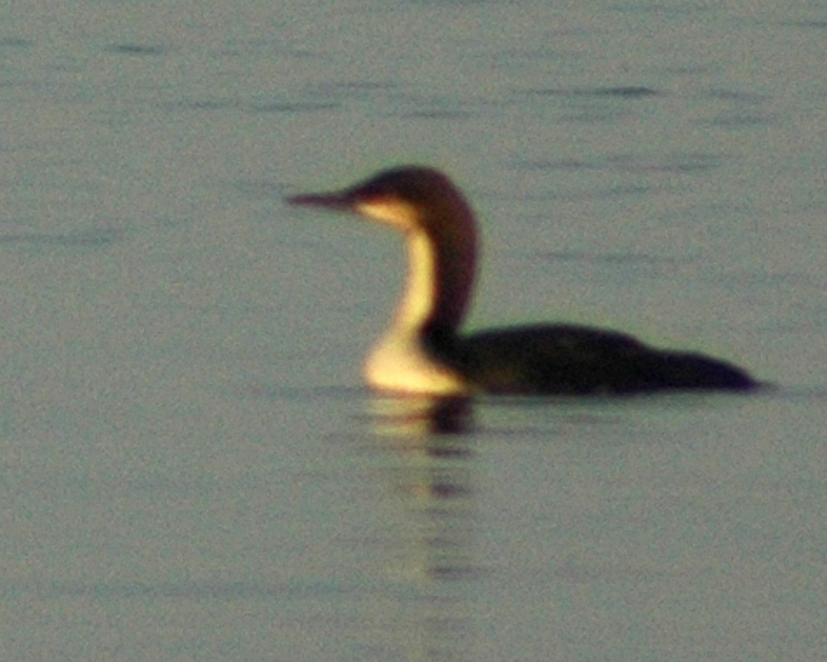 Pacific Loon - Adam Wood