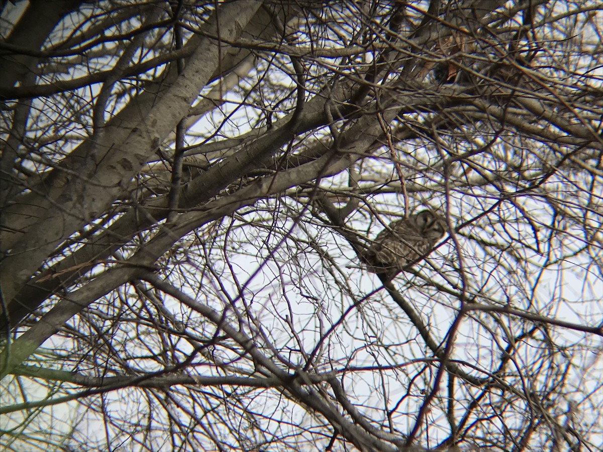 Barred Owl - ML143061251