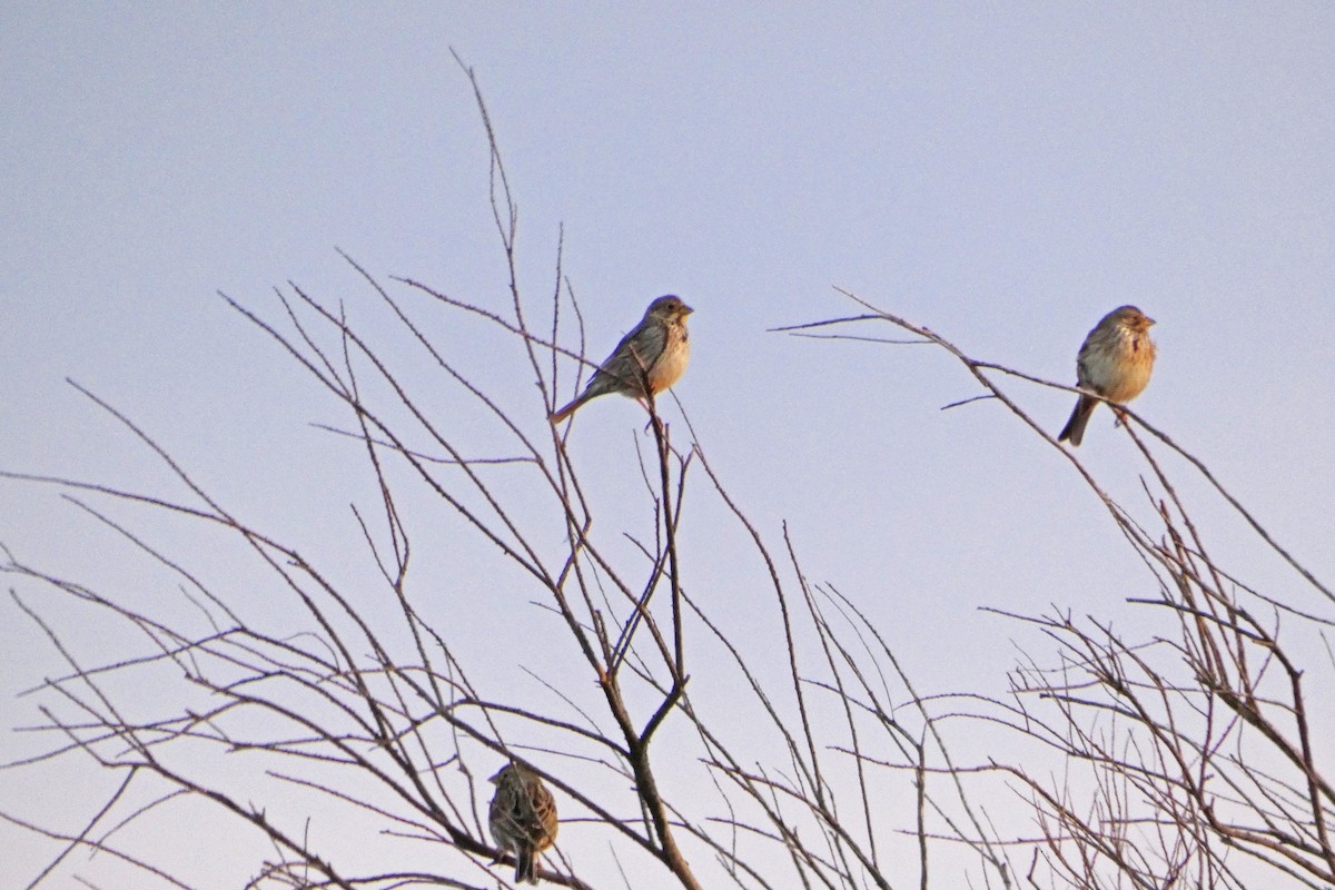 Corn Bunting - ML143061451