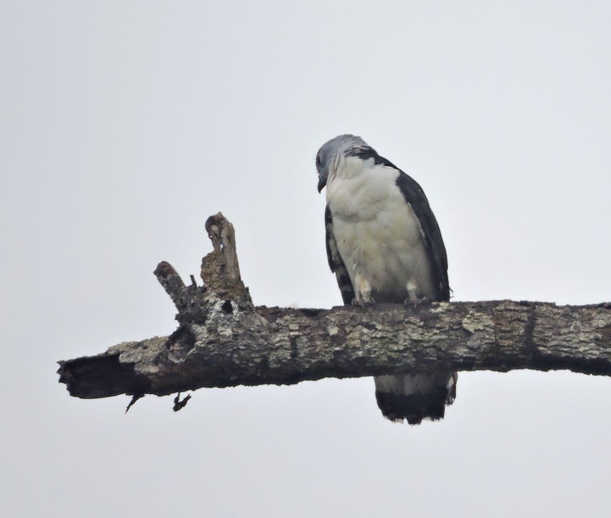 Gray-headed Kite - ML143064461