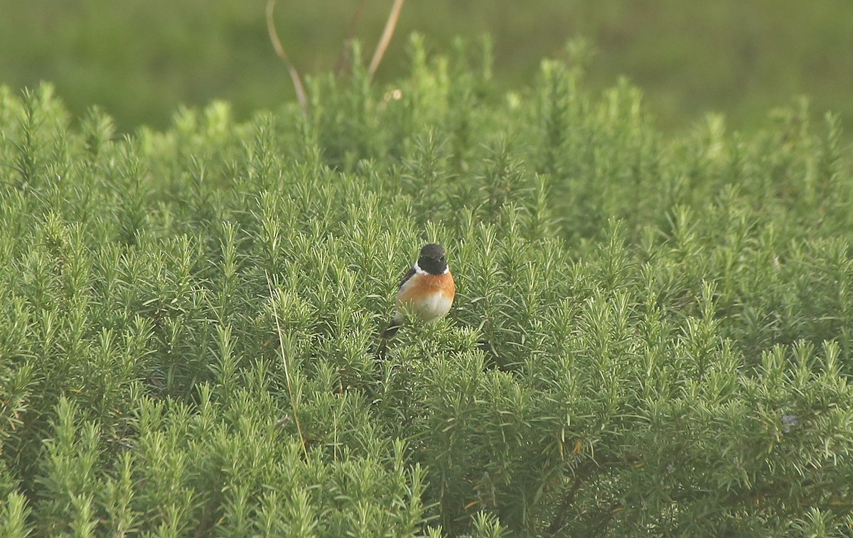 European Stonechat - Paul Chapman